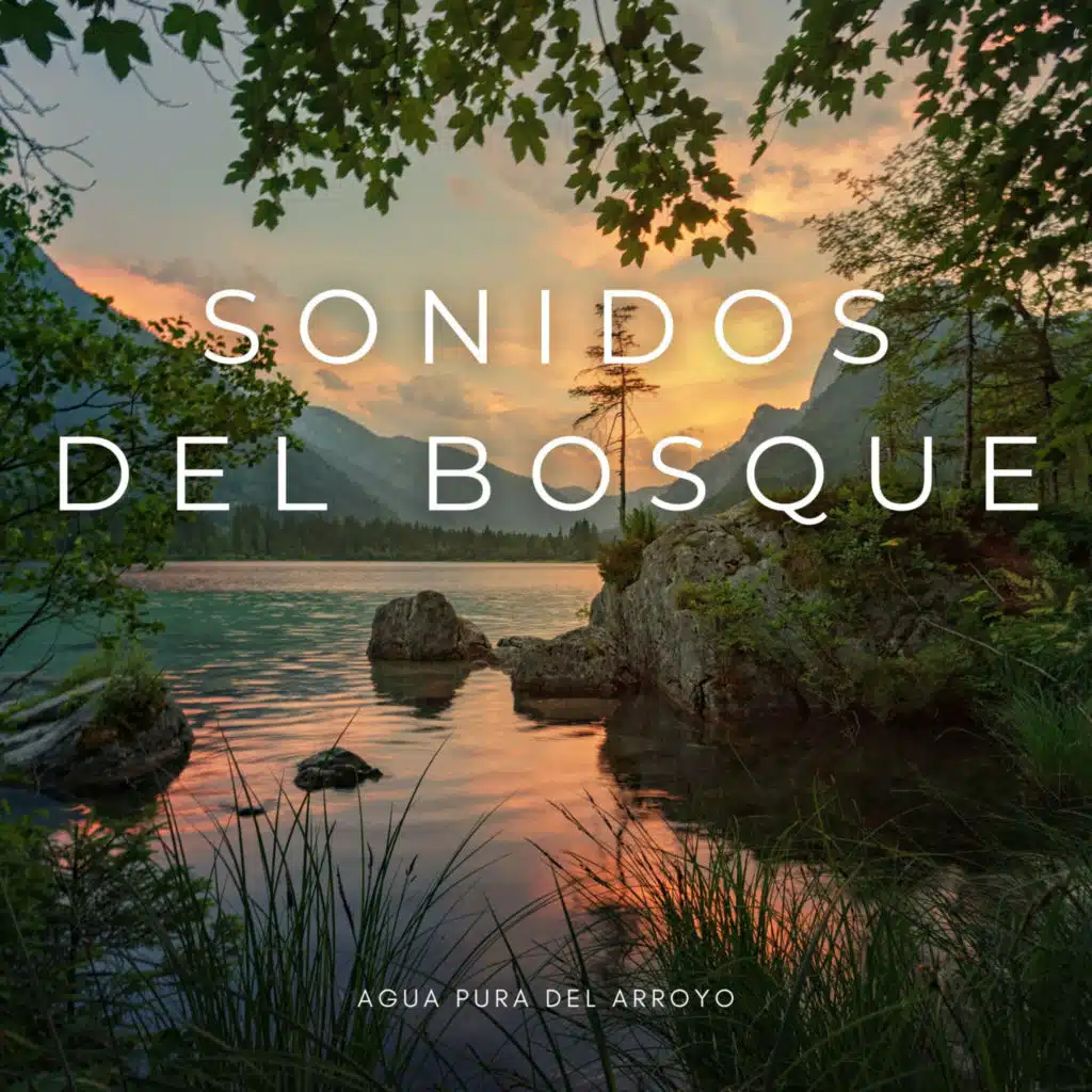 Sonidos Del Bosque: Agua Pura Del Arroyo