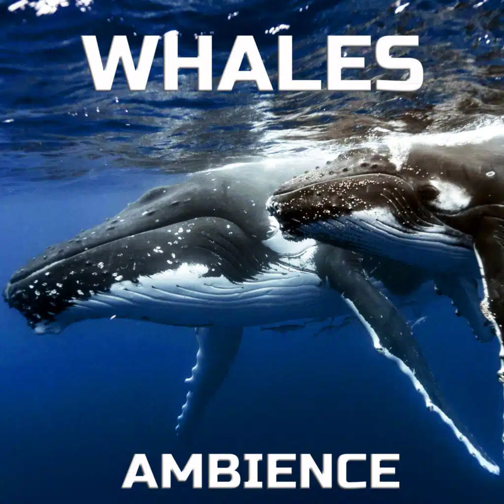 Whales Ambience (feat. Calm, The Nature Sounds & The Nature Soundscapes)