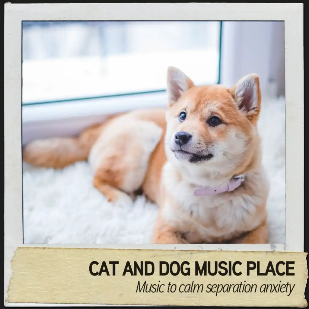 Cat and Dog Music Place: Music to calm separation anxiety