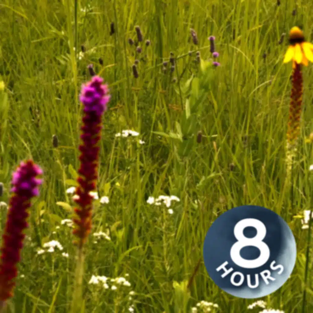 Need to Study? Block Out Distractions with Relaxing Wind Sounds White Noise | 8 Hours