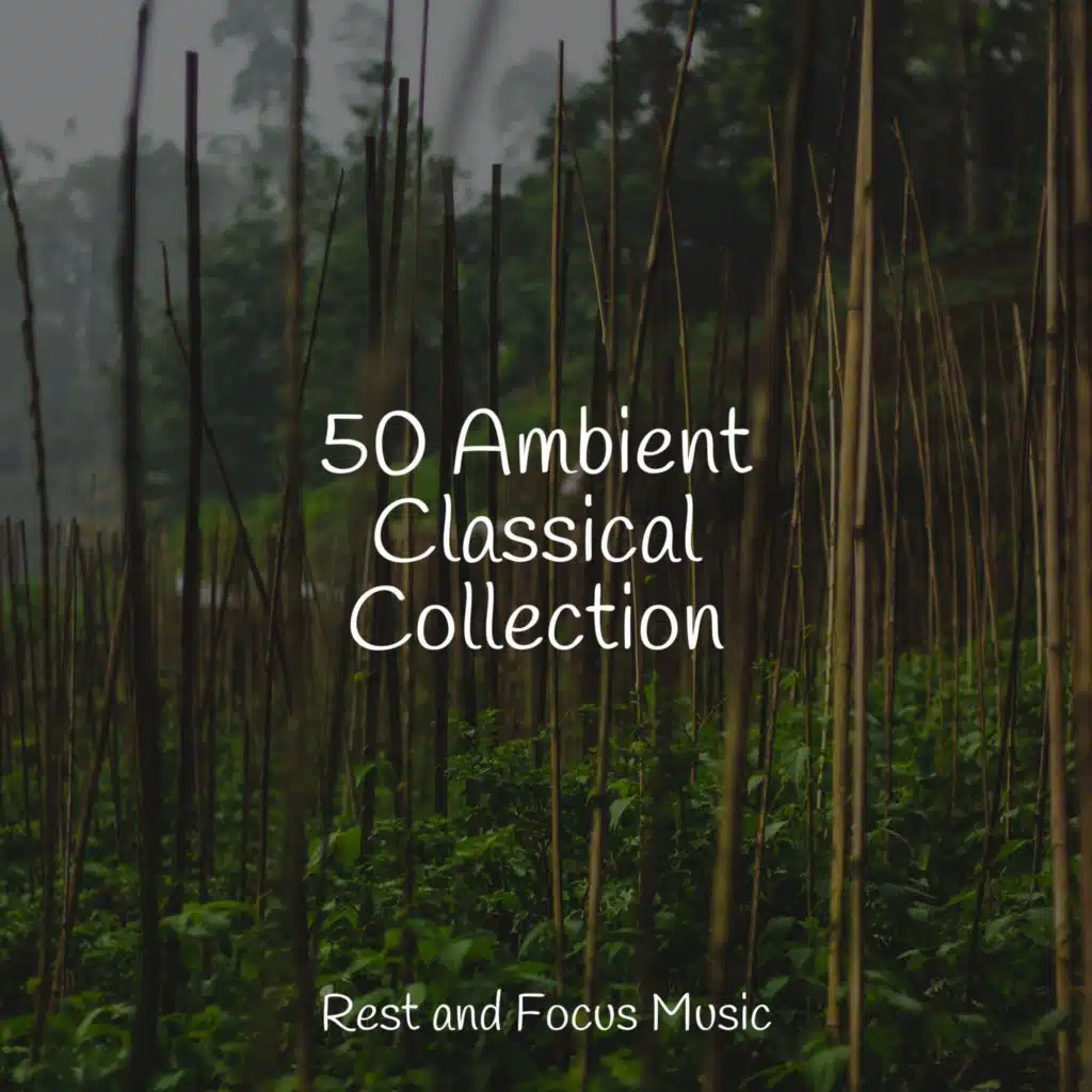 Sleeping Music Experience & Sleep Music