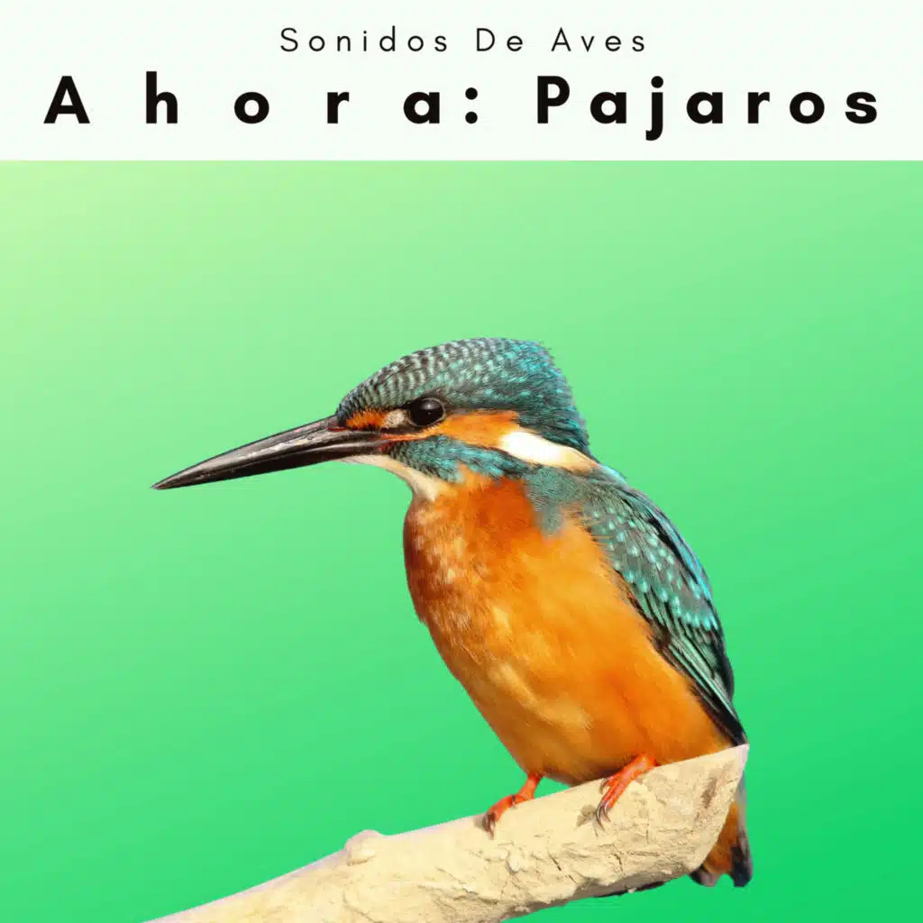 Pajaritos Cantando de la Selva Mágica