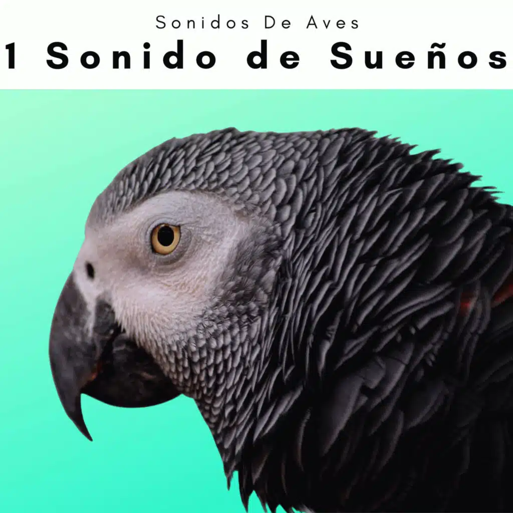 1 Sonido de Sueños