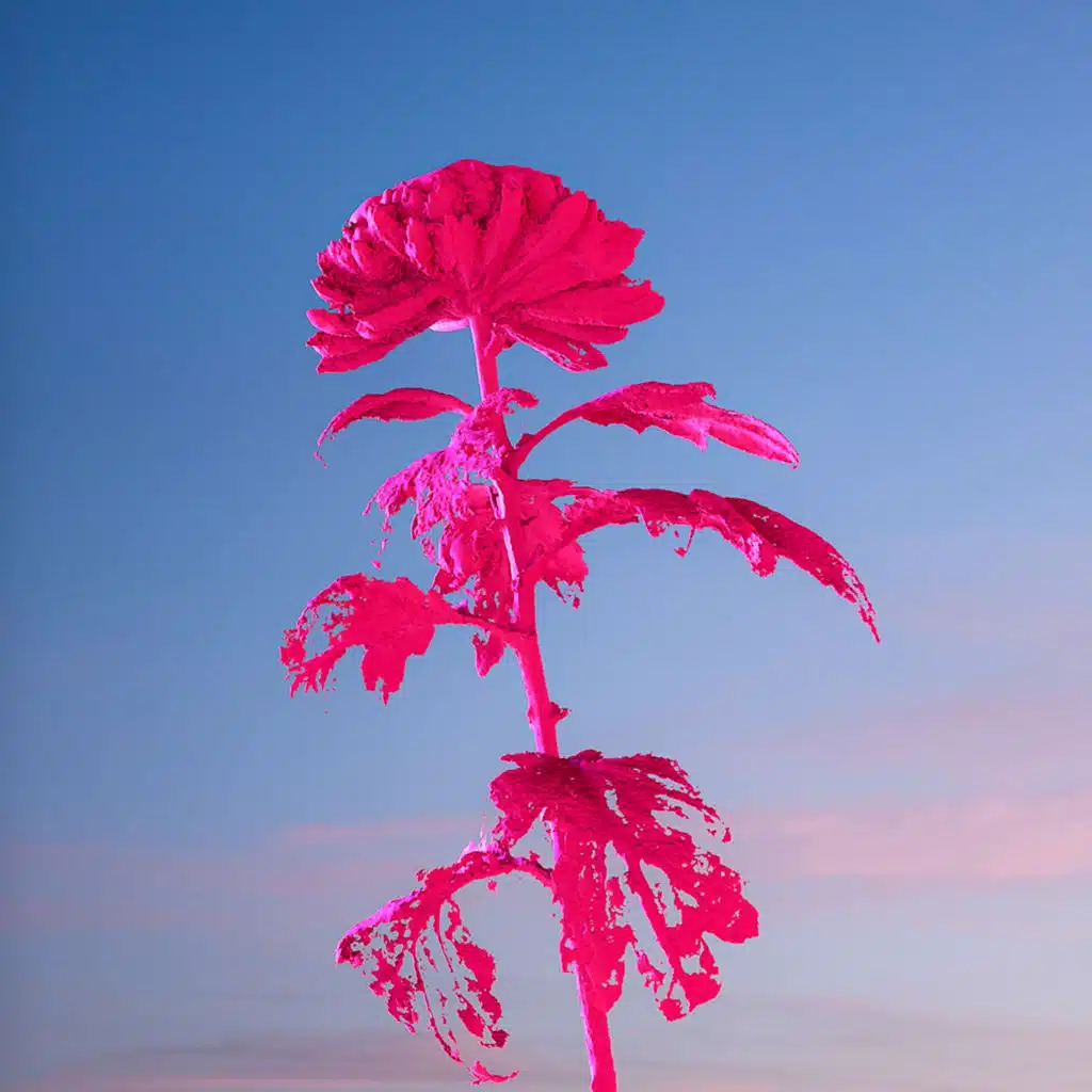 Sterling Grove, Ellyn Woods