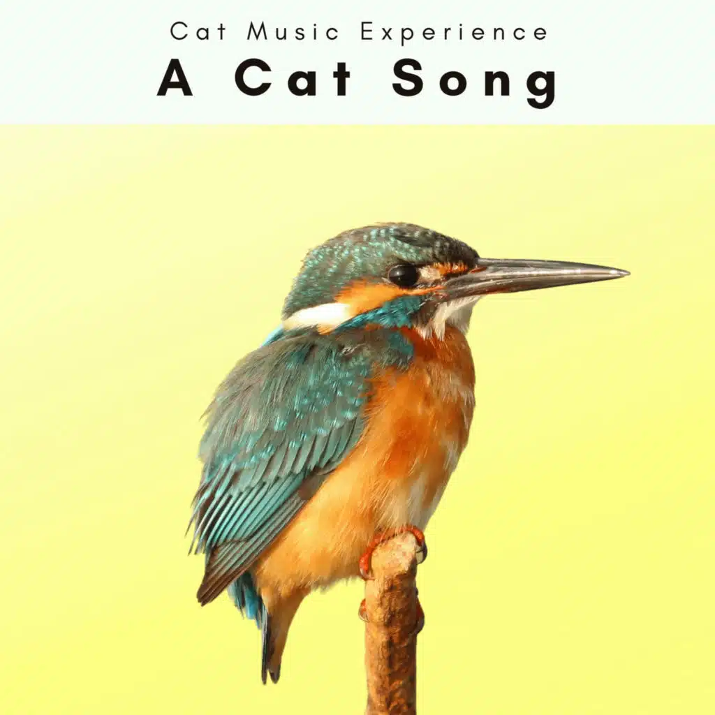 A Cat Song