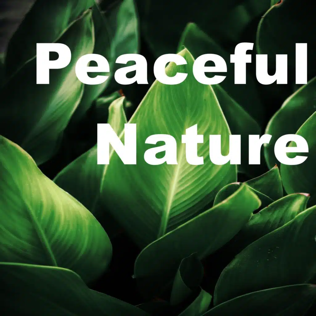 Mantra Ho'oponopono & mantra para meditar