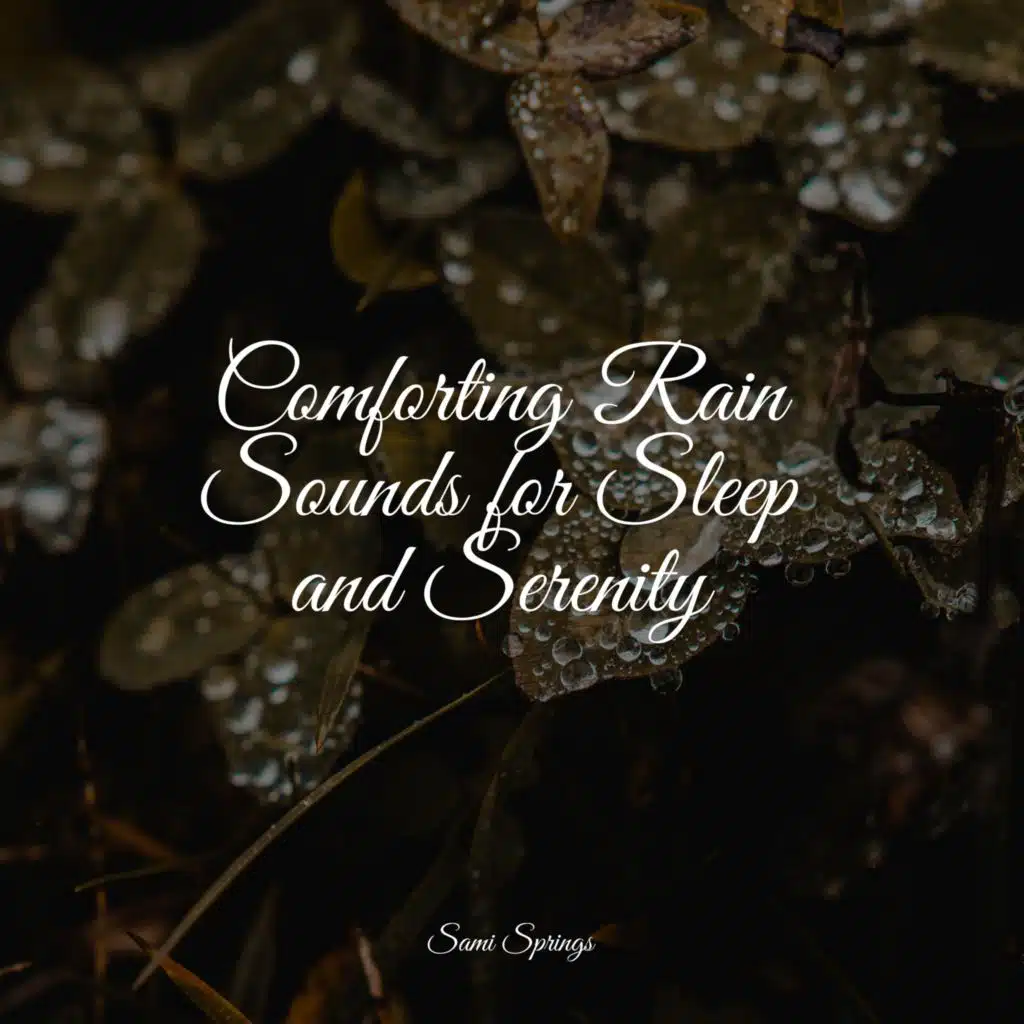 Calm Forest, Bird Calls, Morning