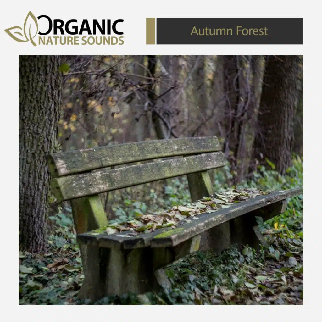 Autumn Forest