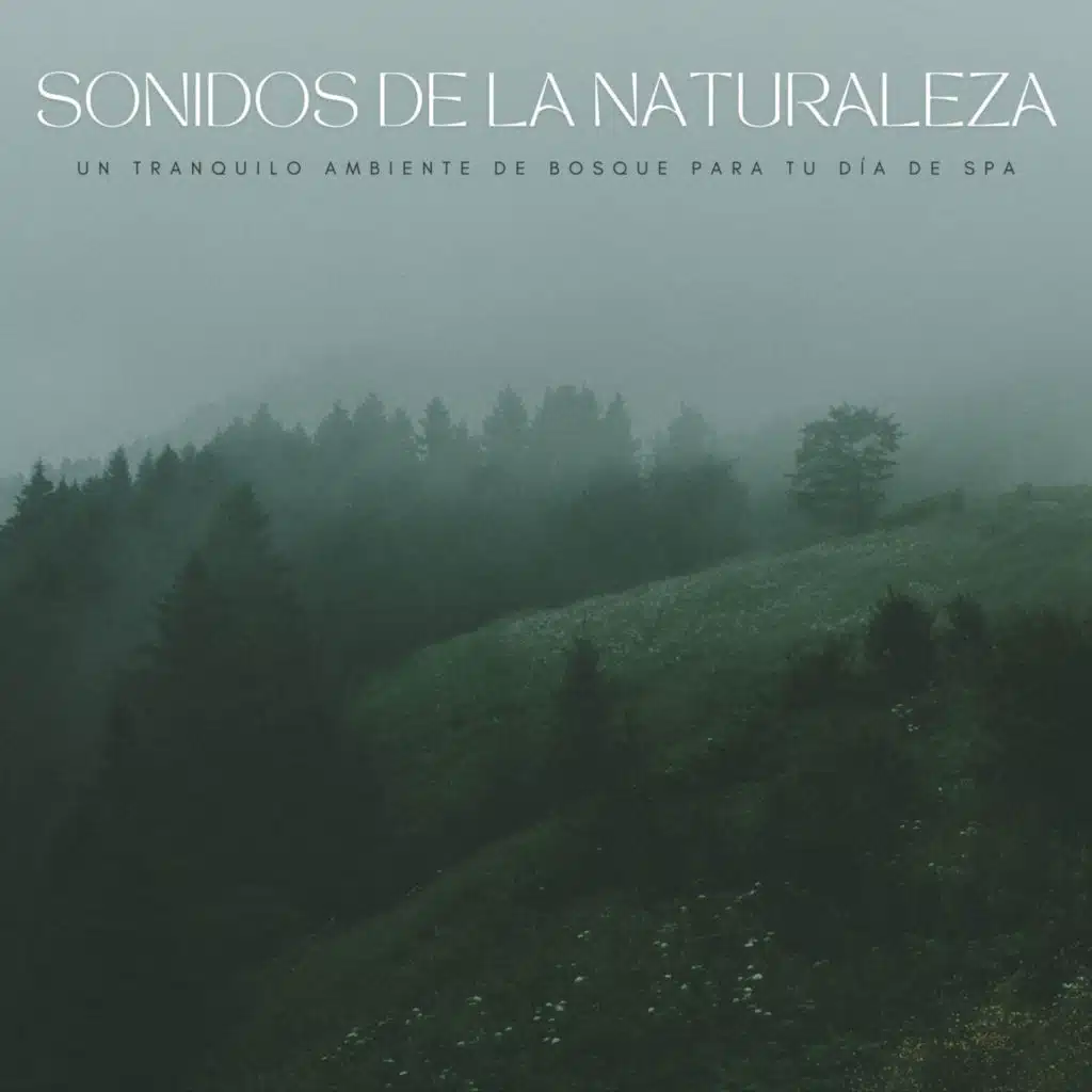 Sonidos De La Naturaleza: Un Tranquilo Ambiente De Bosque Para Tu Día De Spa
