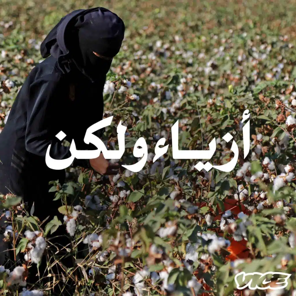 القطن المصري: تاريخه وسياسته المتشابكة