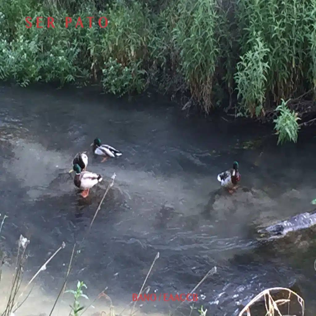 Ser Pato