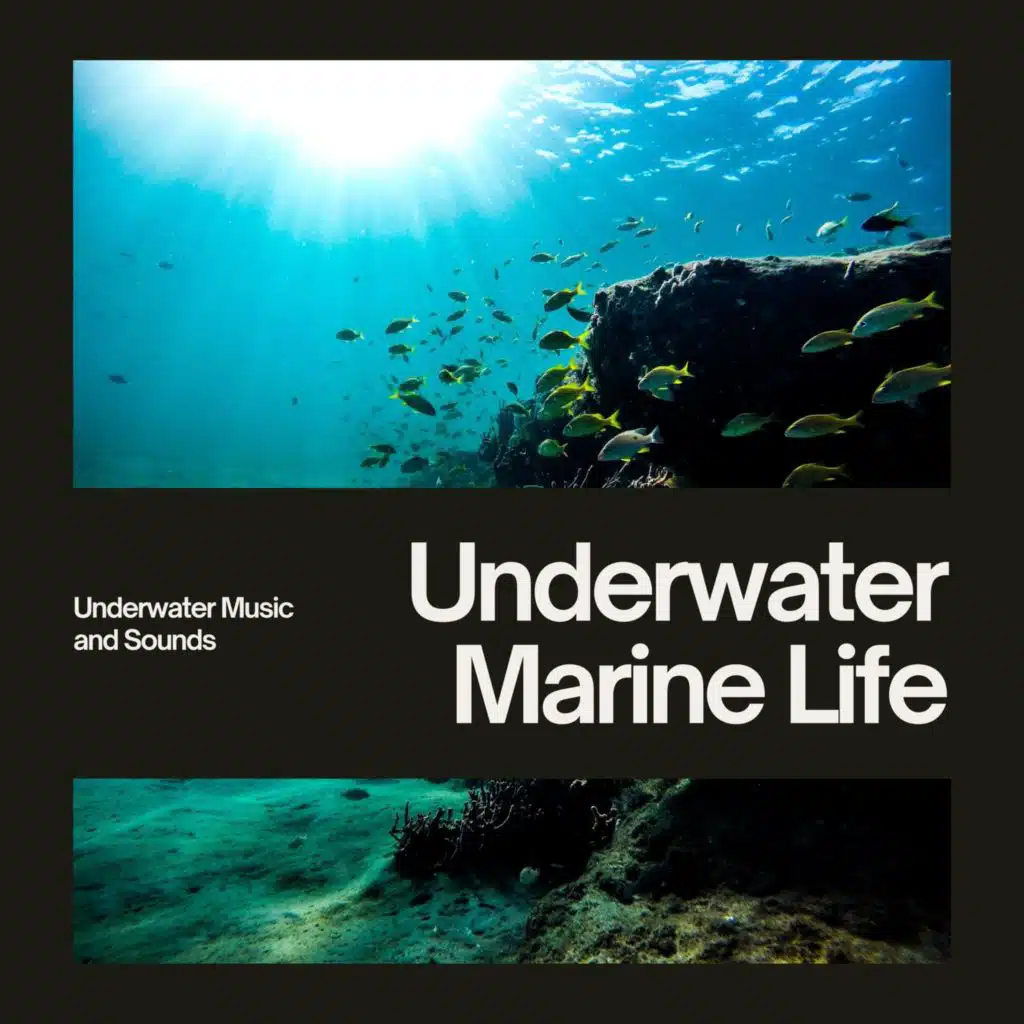 Underwater Marine Life