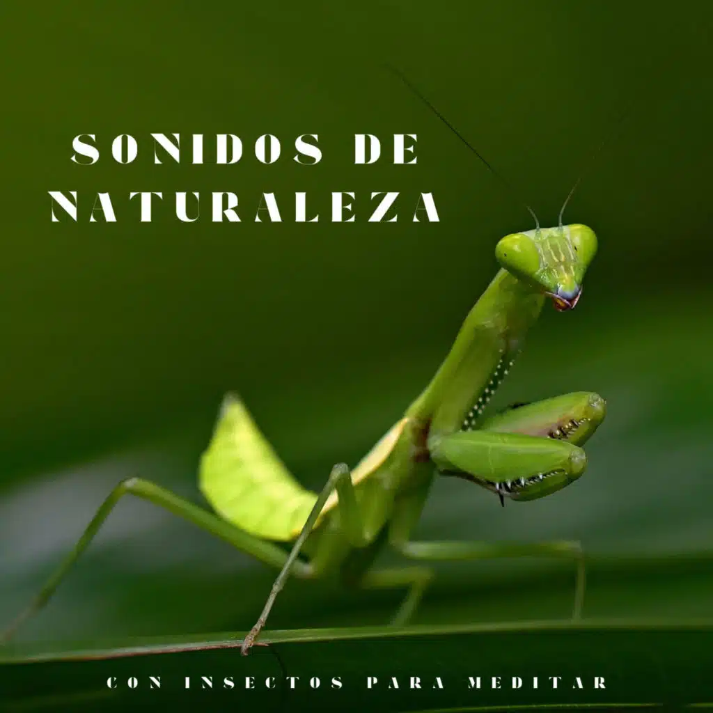 Sonidos De Naturaleza Con Insectos Para Meditar