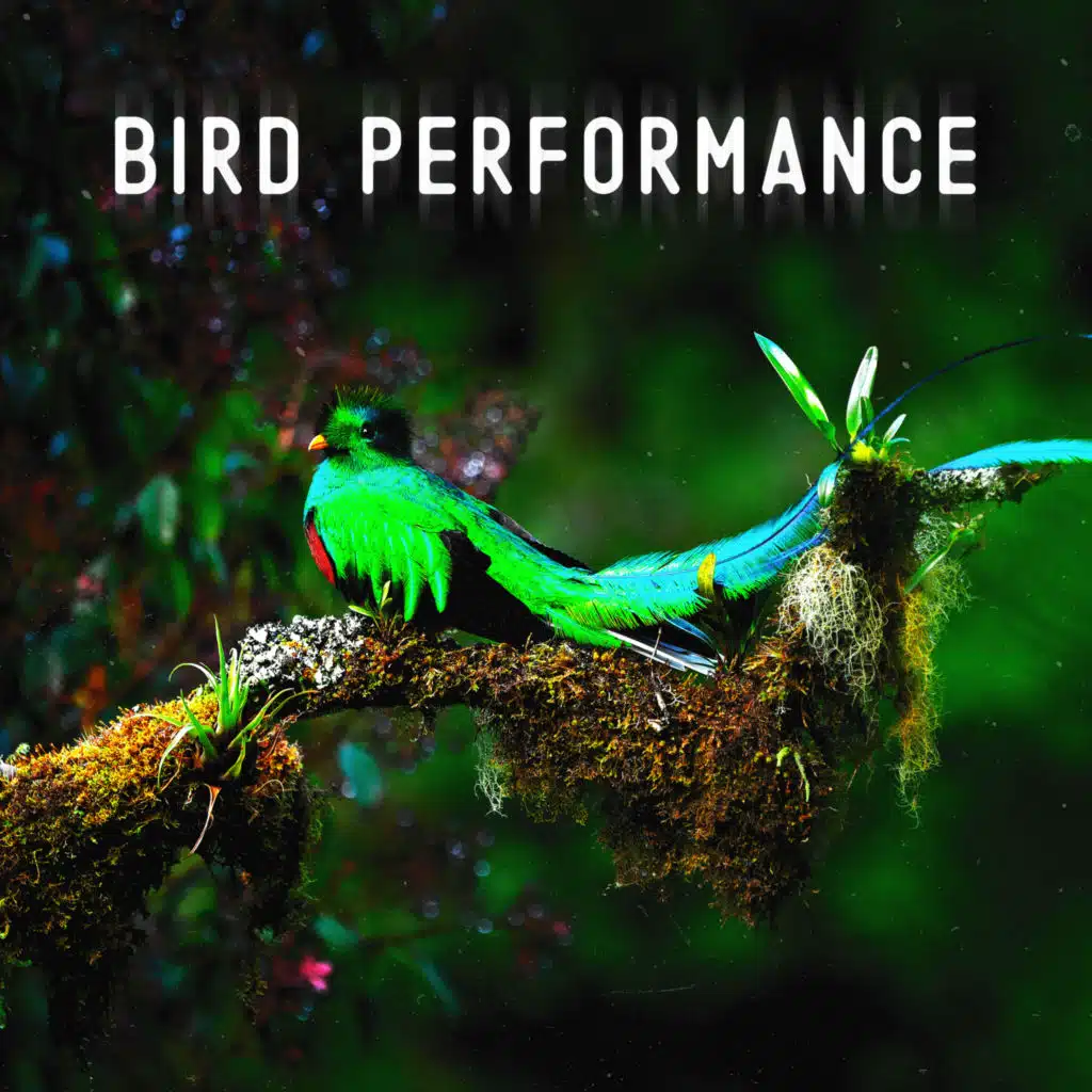 Bird Performance: Beautiful Songs of Birds, Relaxing Forest Sounds, Singing Birds