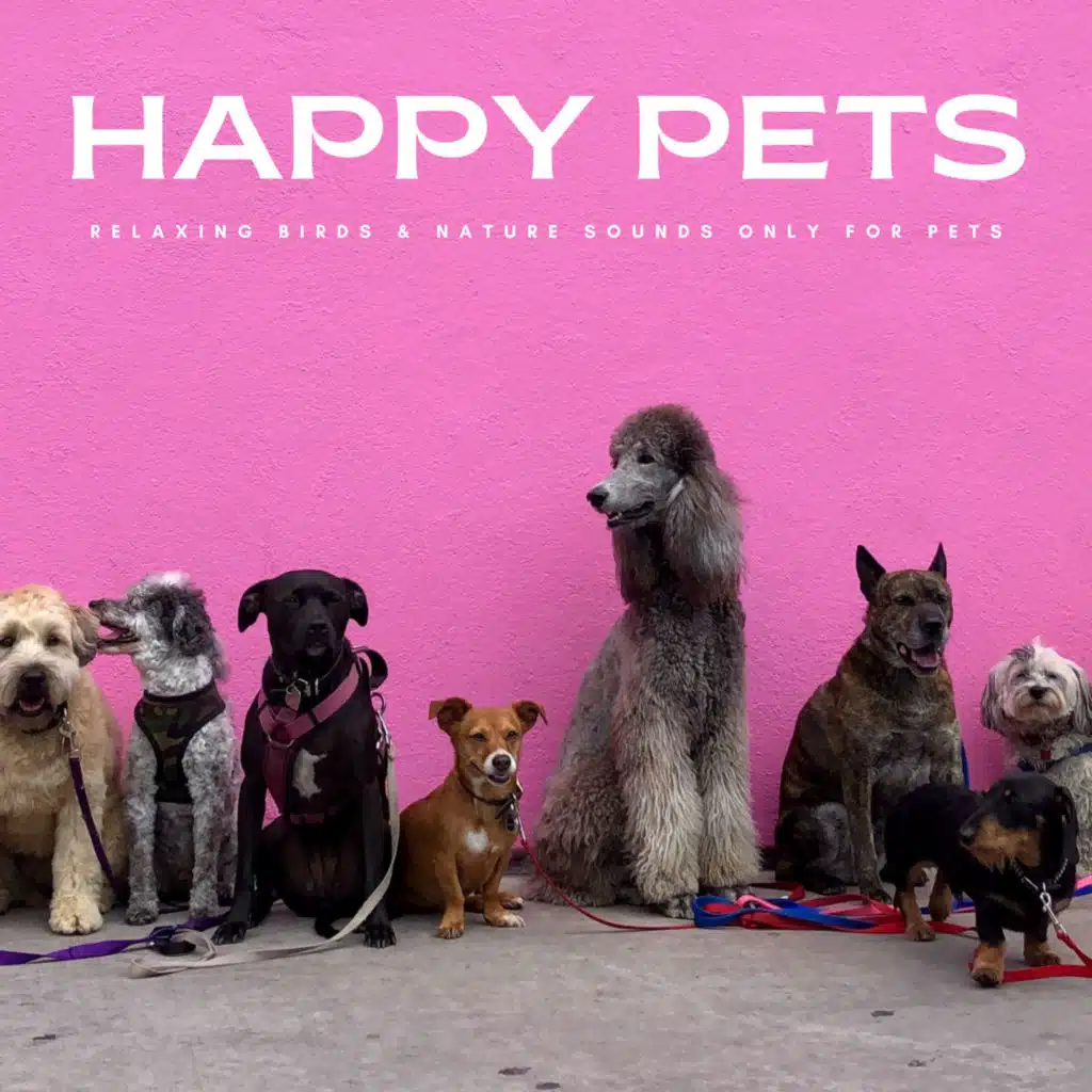 Happy Pets: Relaxing Birds & Nature Sounds Only For Pets