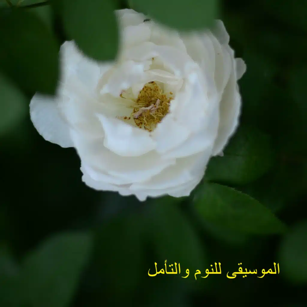 موسيقى هادئة (ضجيج البحر)