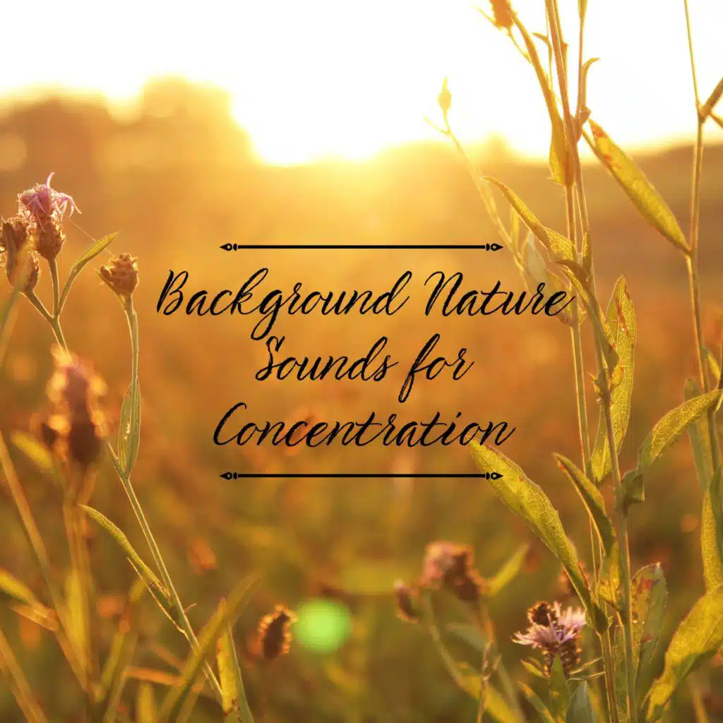 Nature Sounds for Concentration