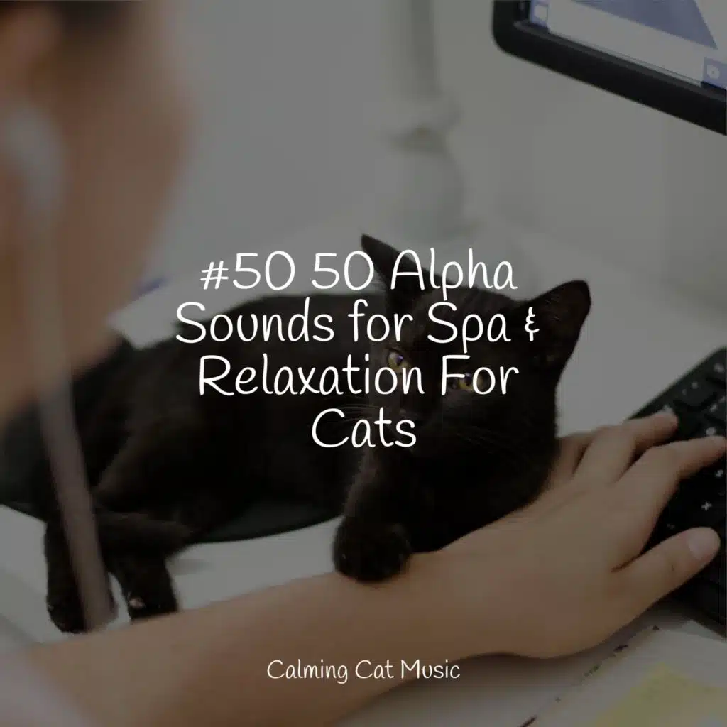 Music For Cats, Cats Music Zone & Cat Music Experience