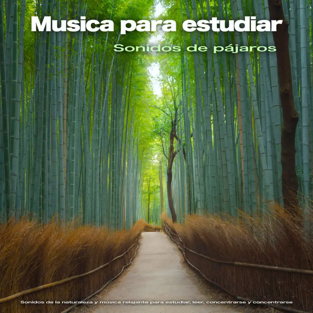 Música tranquila y sonidos de pájaros - Música para estudiar