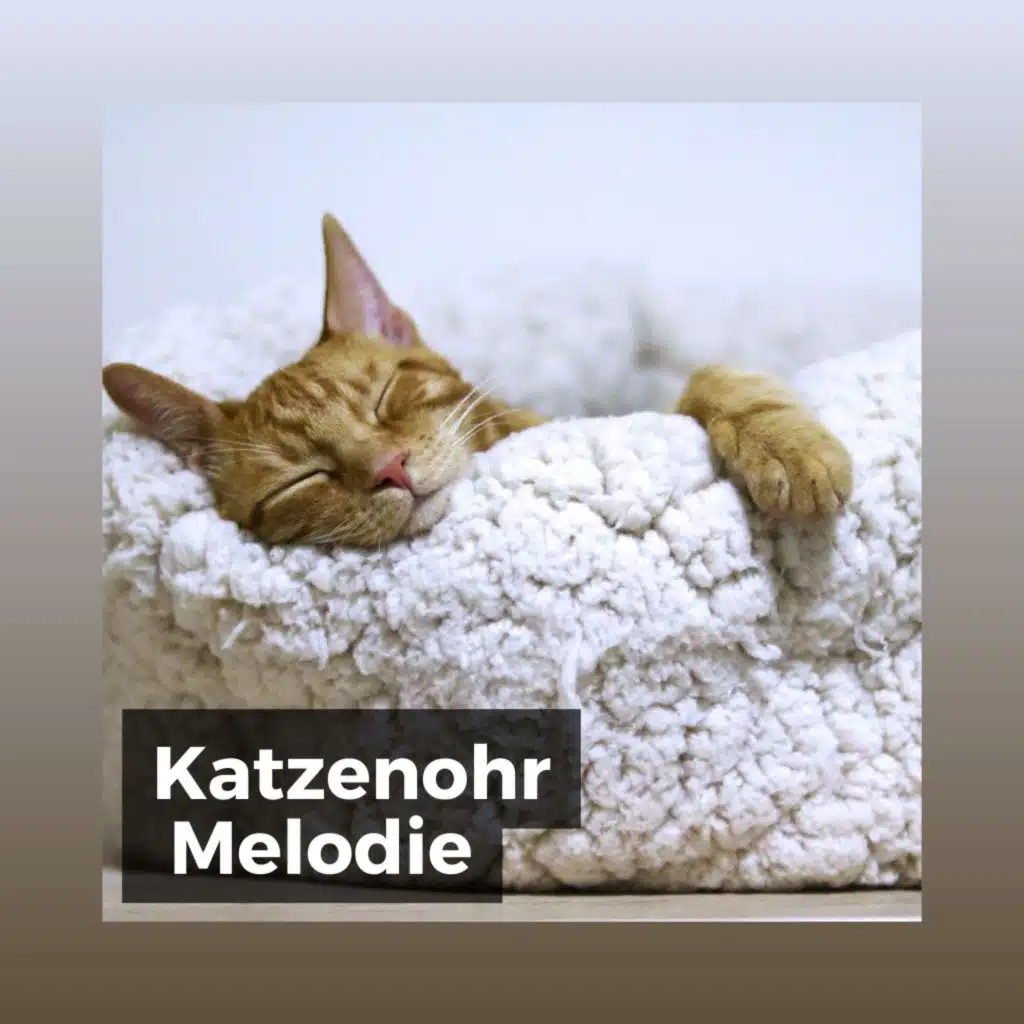 Katzenohr Melodie