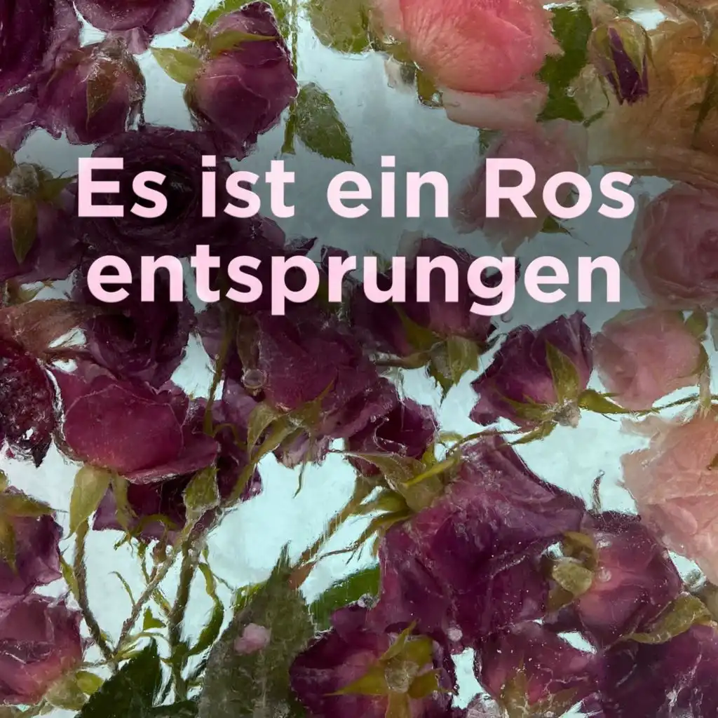 Es ist ein Ros entsprungen