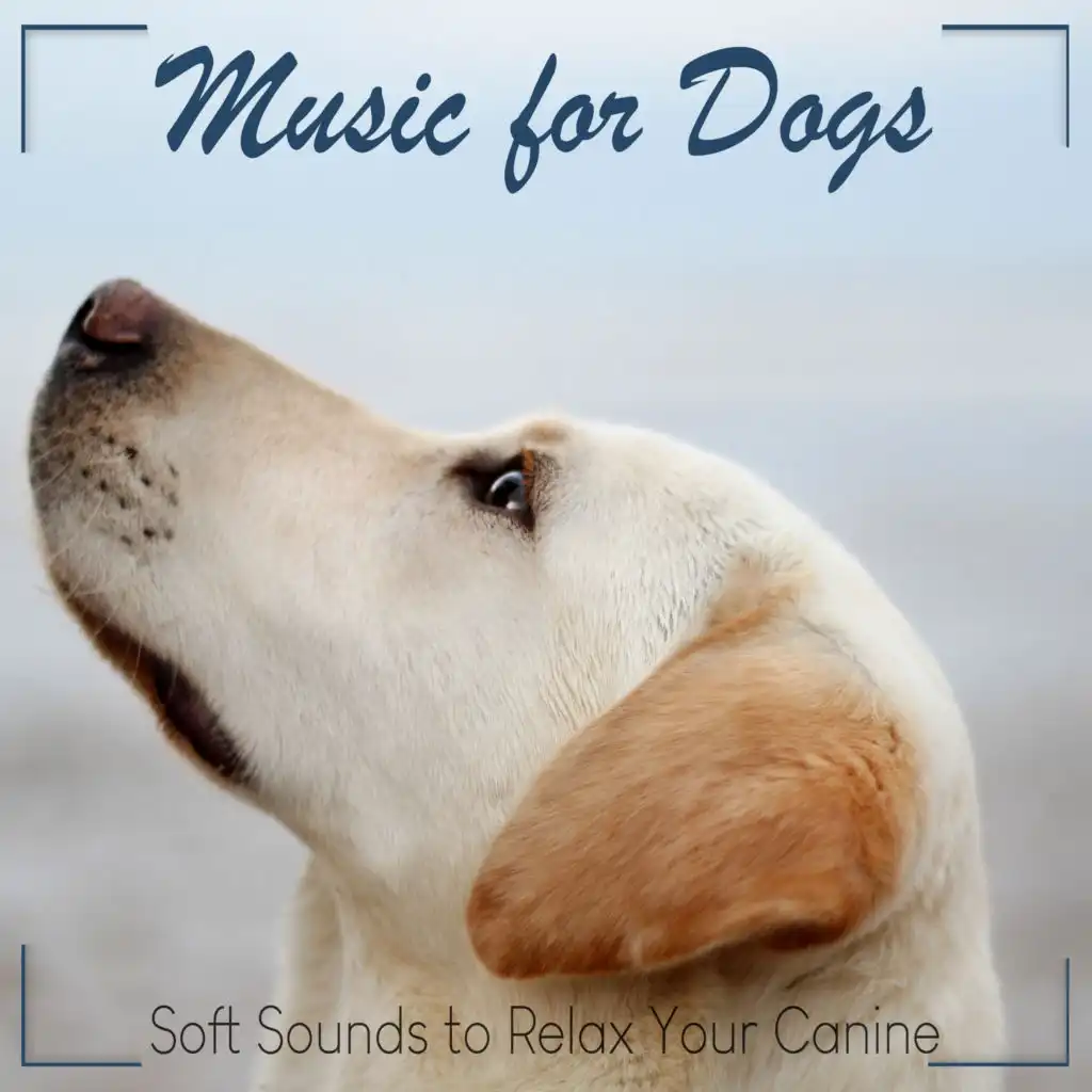 Music for Dogs: Soft Sounds to Relax Your Canine