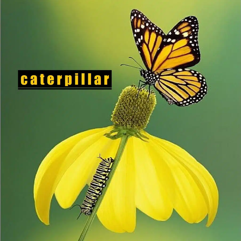 Caterpillar