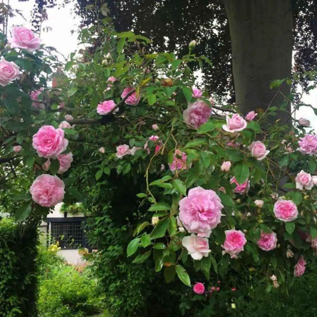 790. Chatting in the Garden with Mum (Listener Q&A)