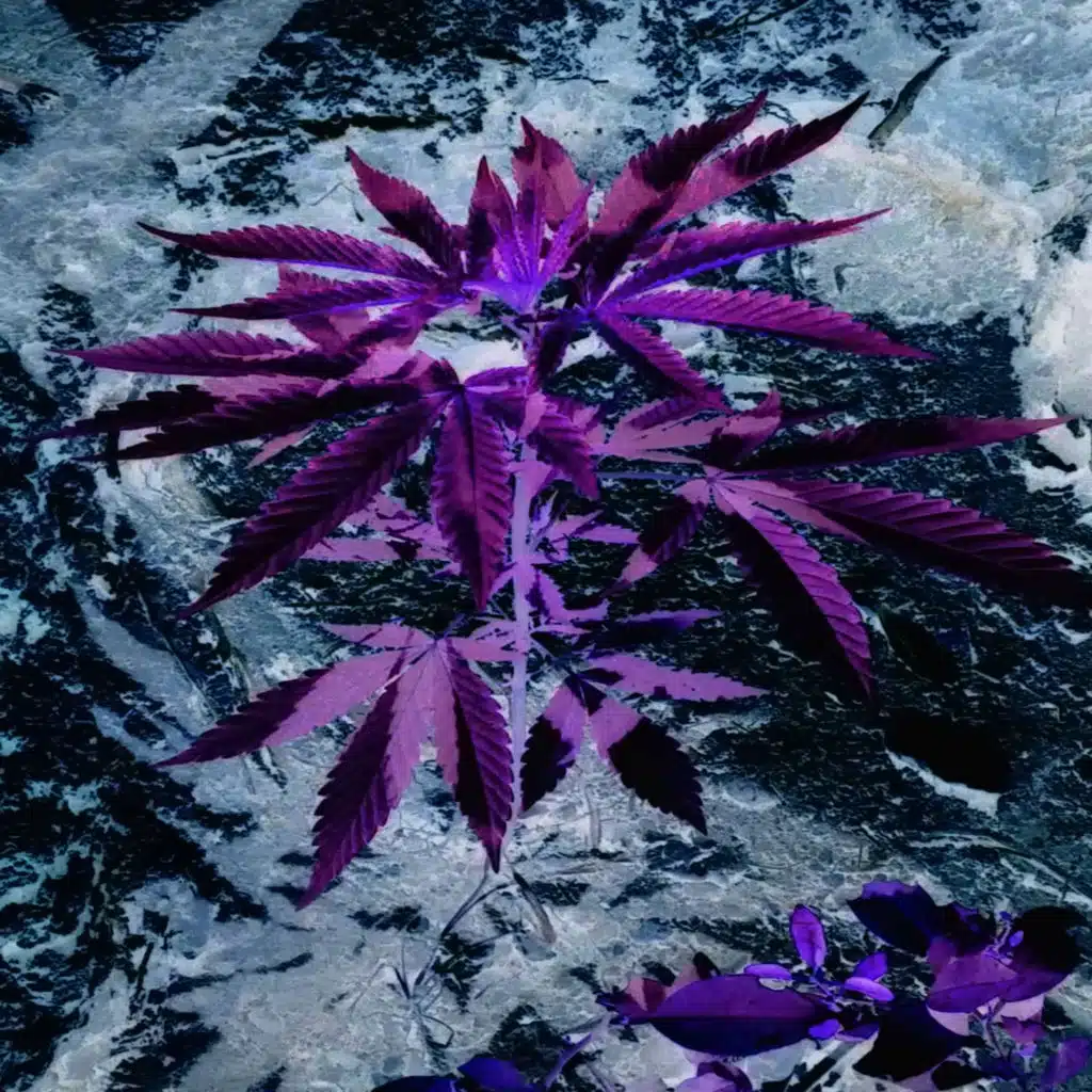 Alquimia Periférica