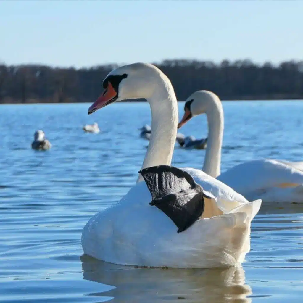 05 أين الفضيلة ؟ من كتاب النظرات للمنفلوطي