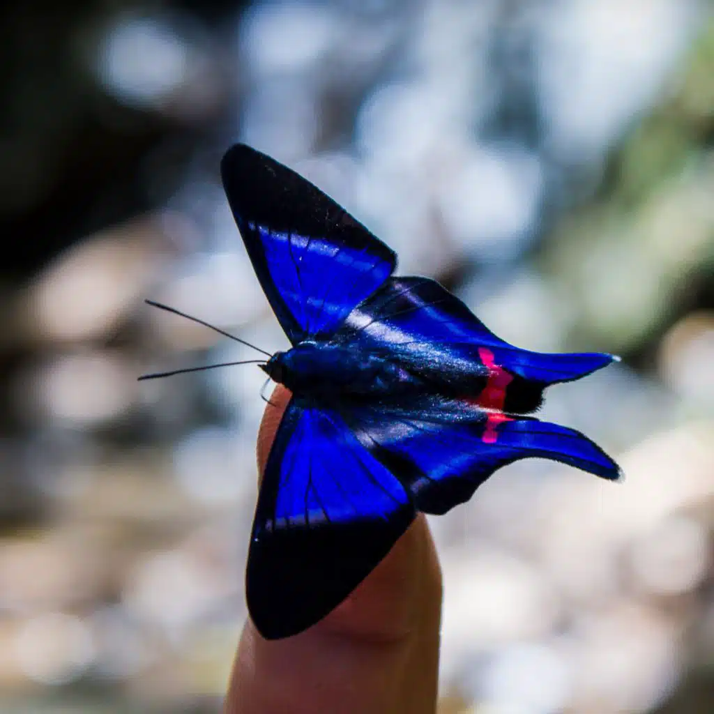 Holding A Butterfly