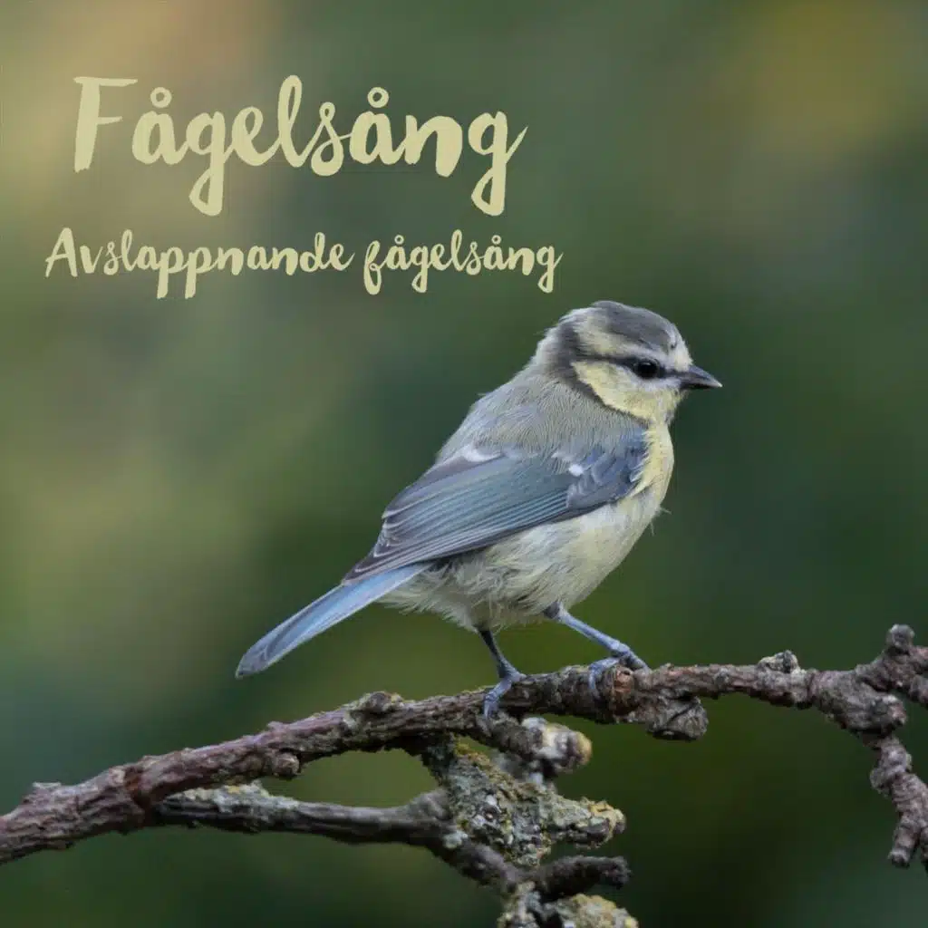 Avslappnande fågelsång