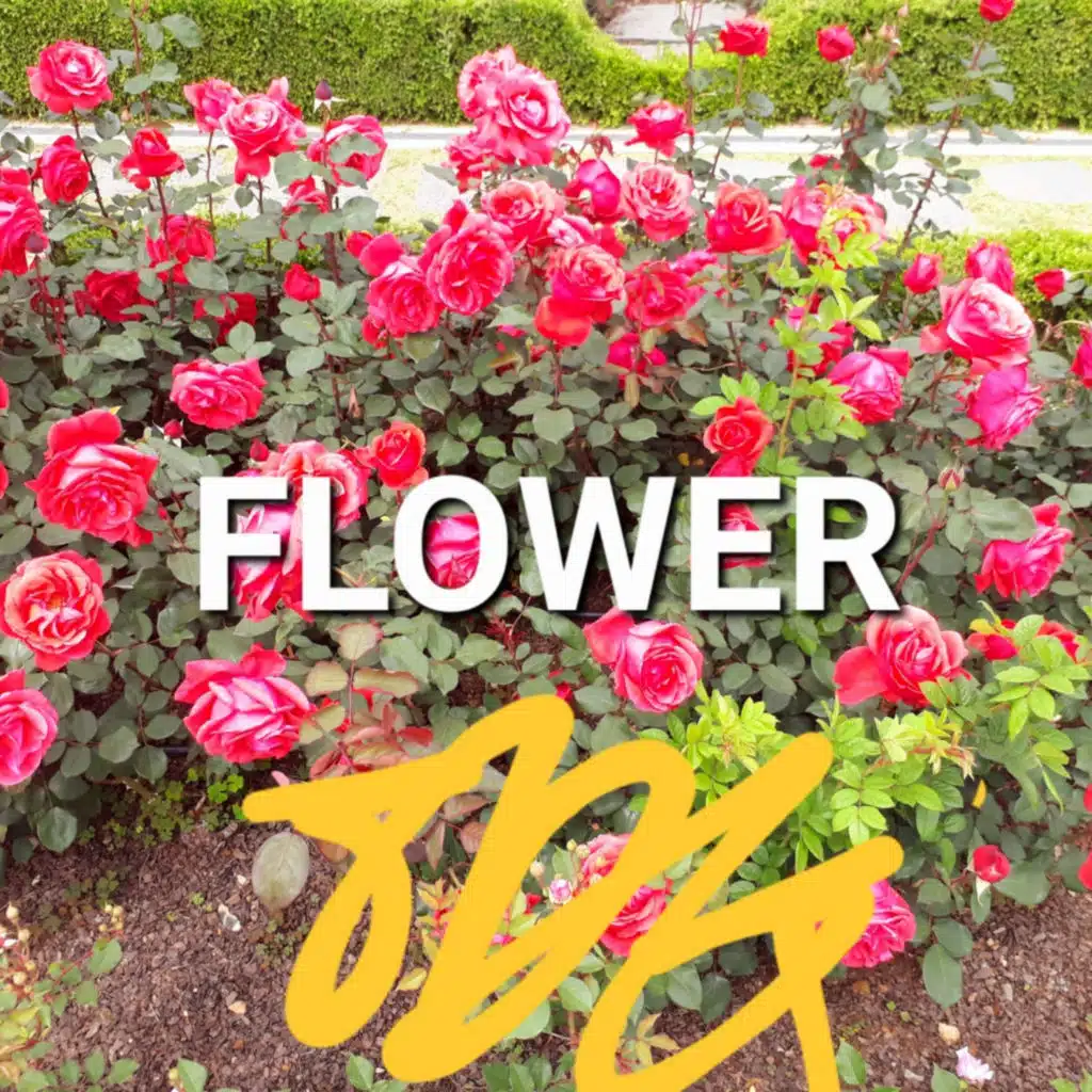 FLOWER (넌세젤아)