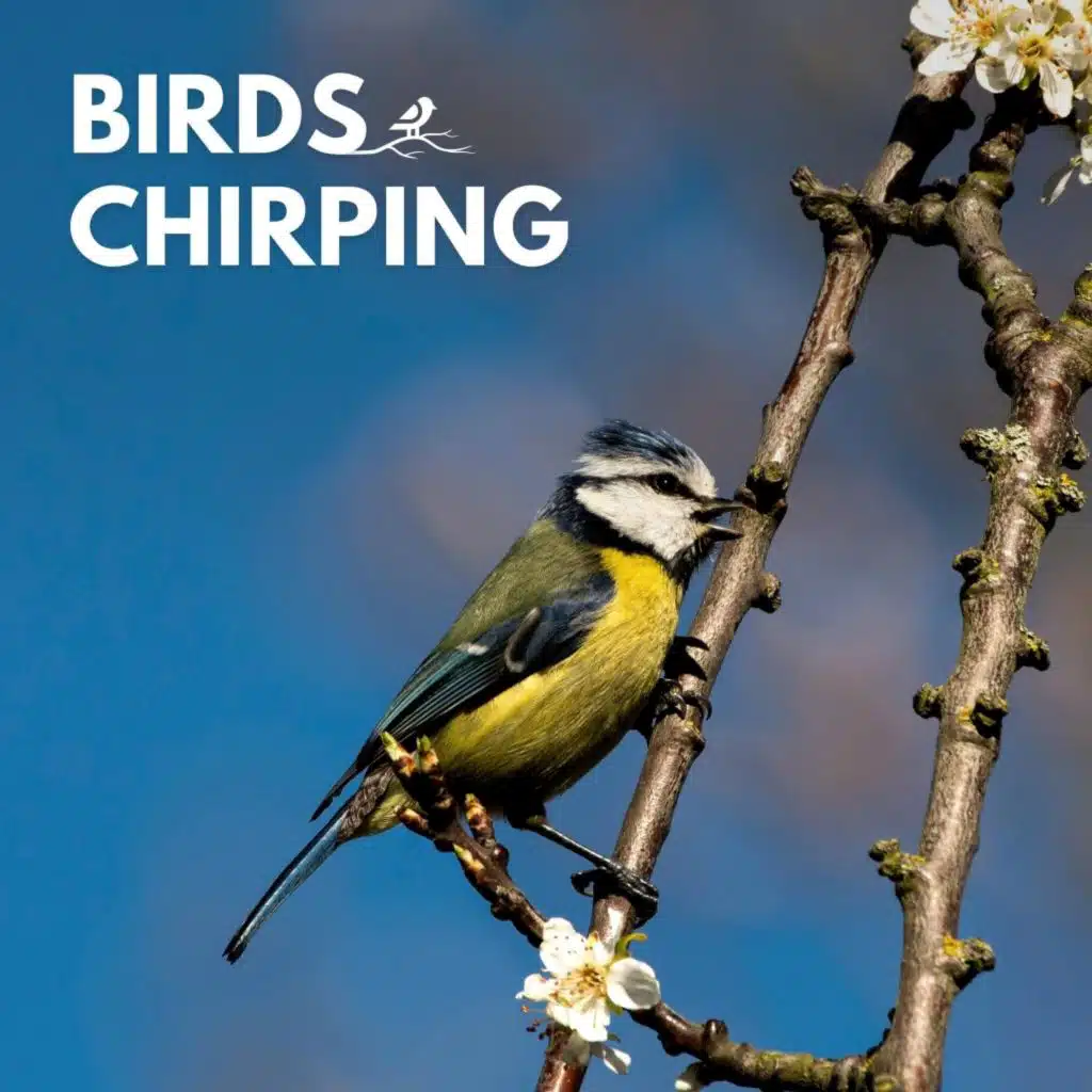 Sounds of Nature Noise & Nature Ambience