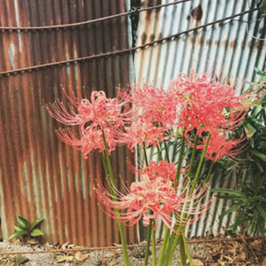 9smkr, Shiloh Dynasty & rutauk