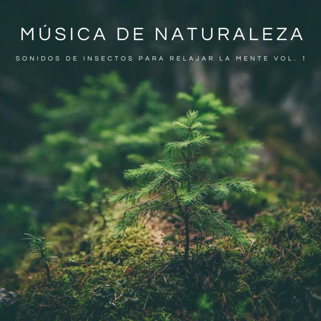 Fuerte Ruido De La Naturaleza