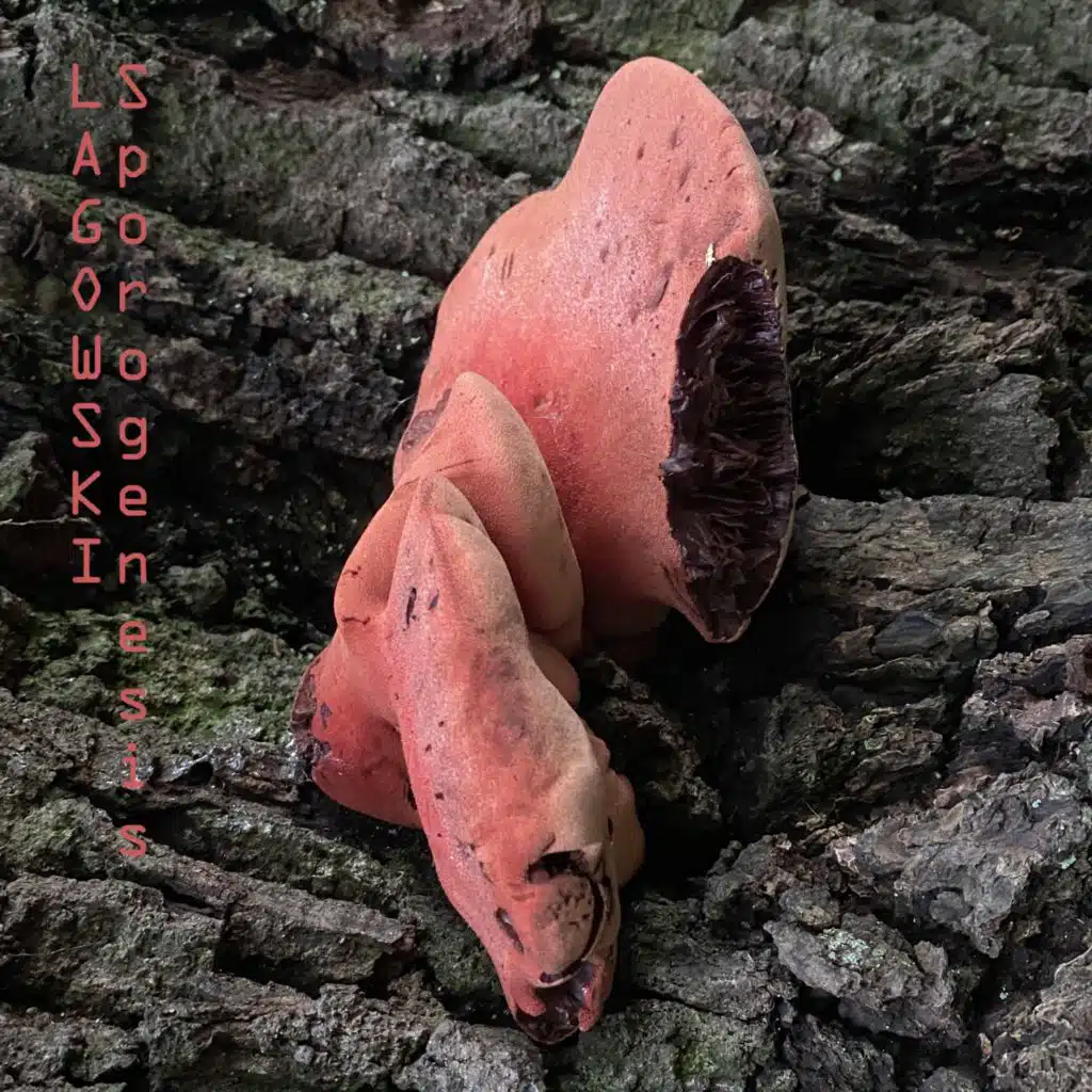 Sporogenesis