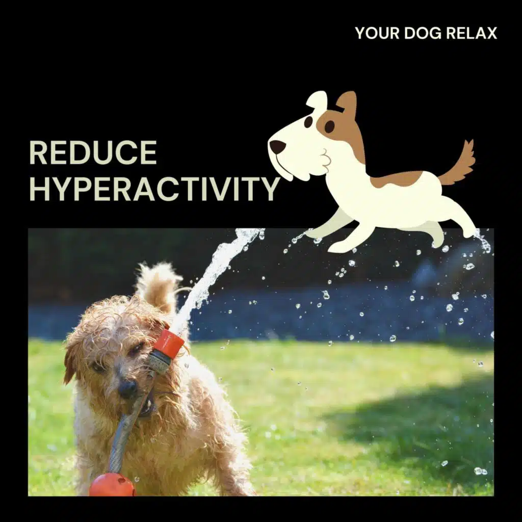Your Dog Relax