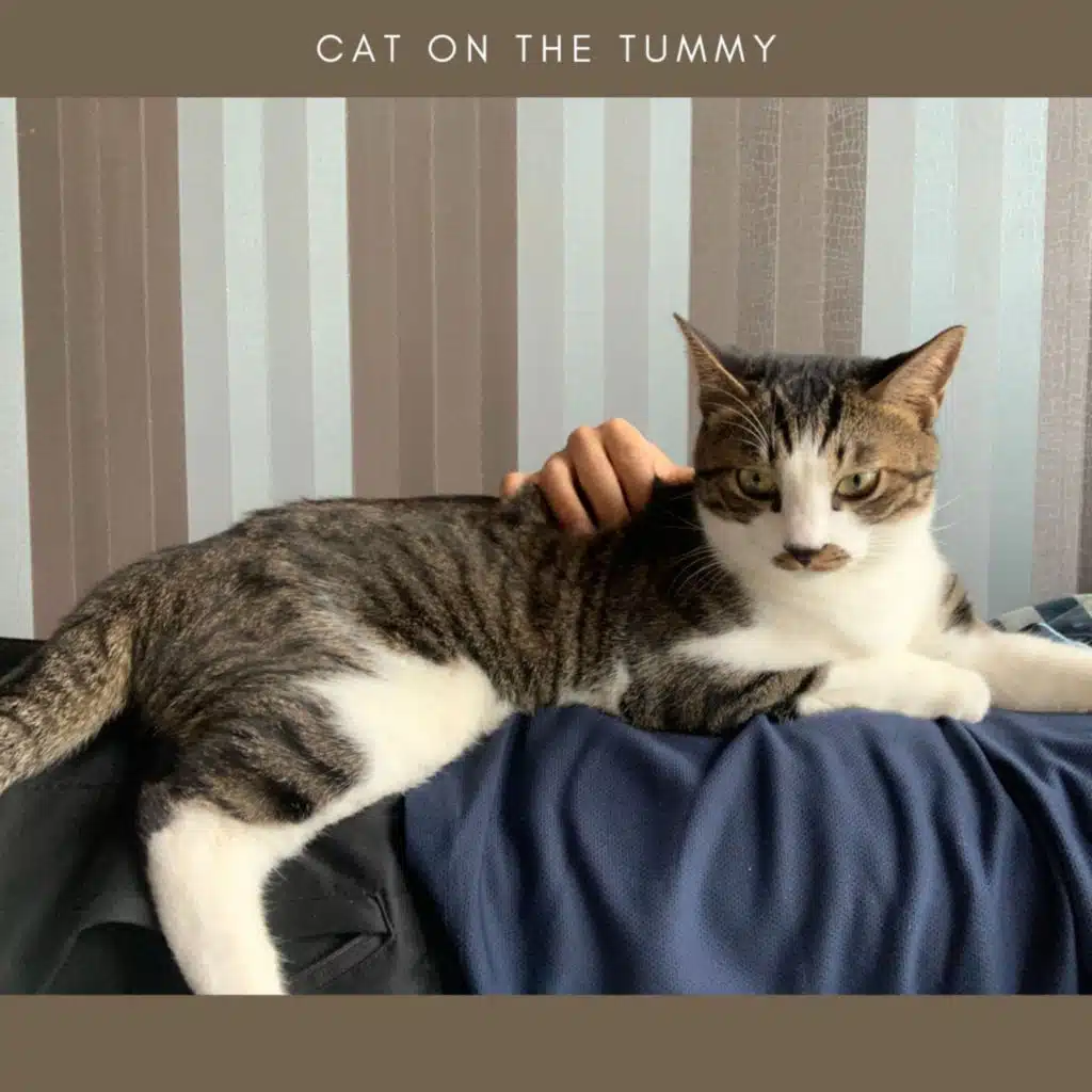 CAT ON THE TUMMY