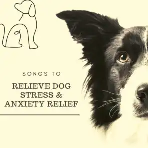 Music for Dogs Collective
