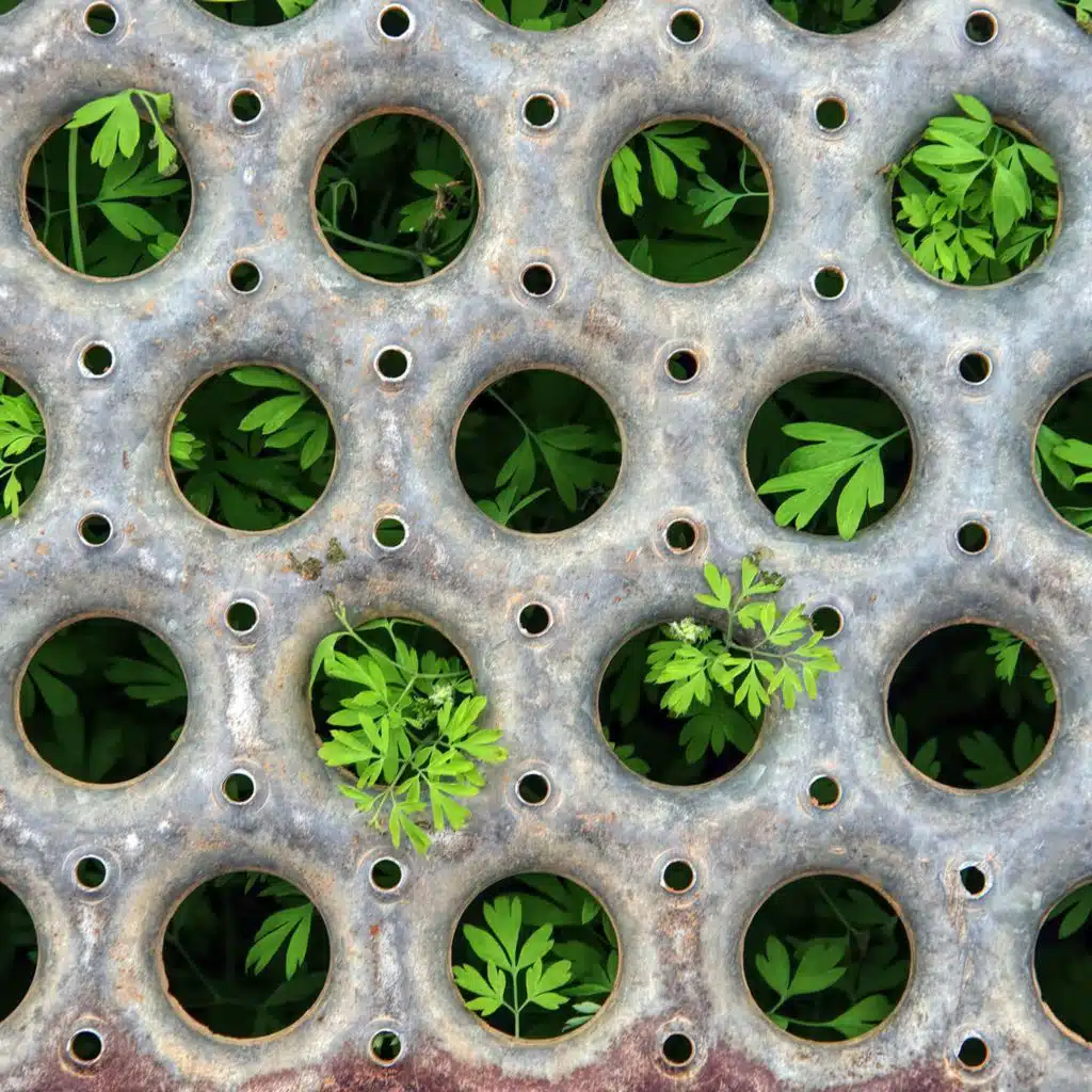 How companies, countries are beginning to put a value on nature