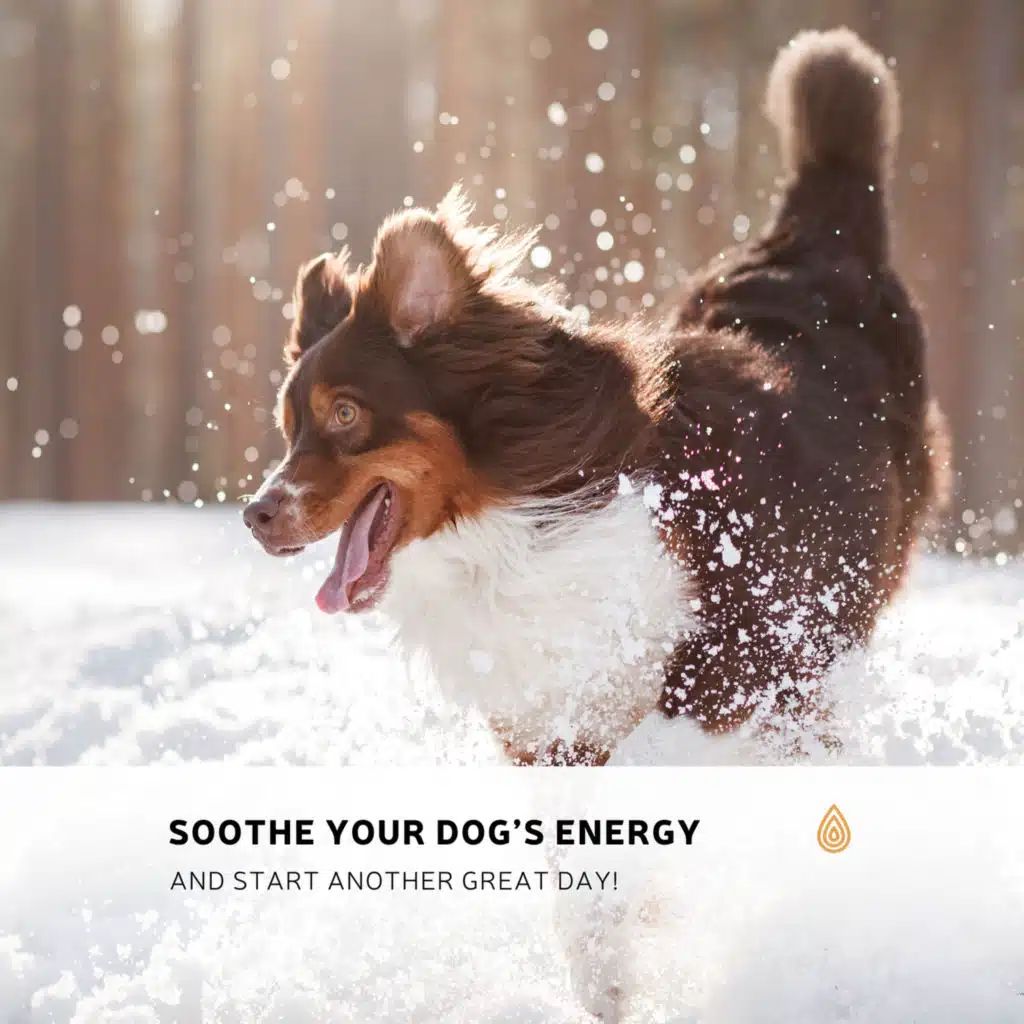 Soothing Early Morning