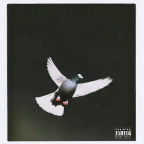 Pigeon Flying