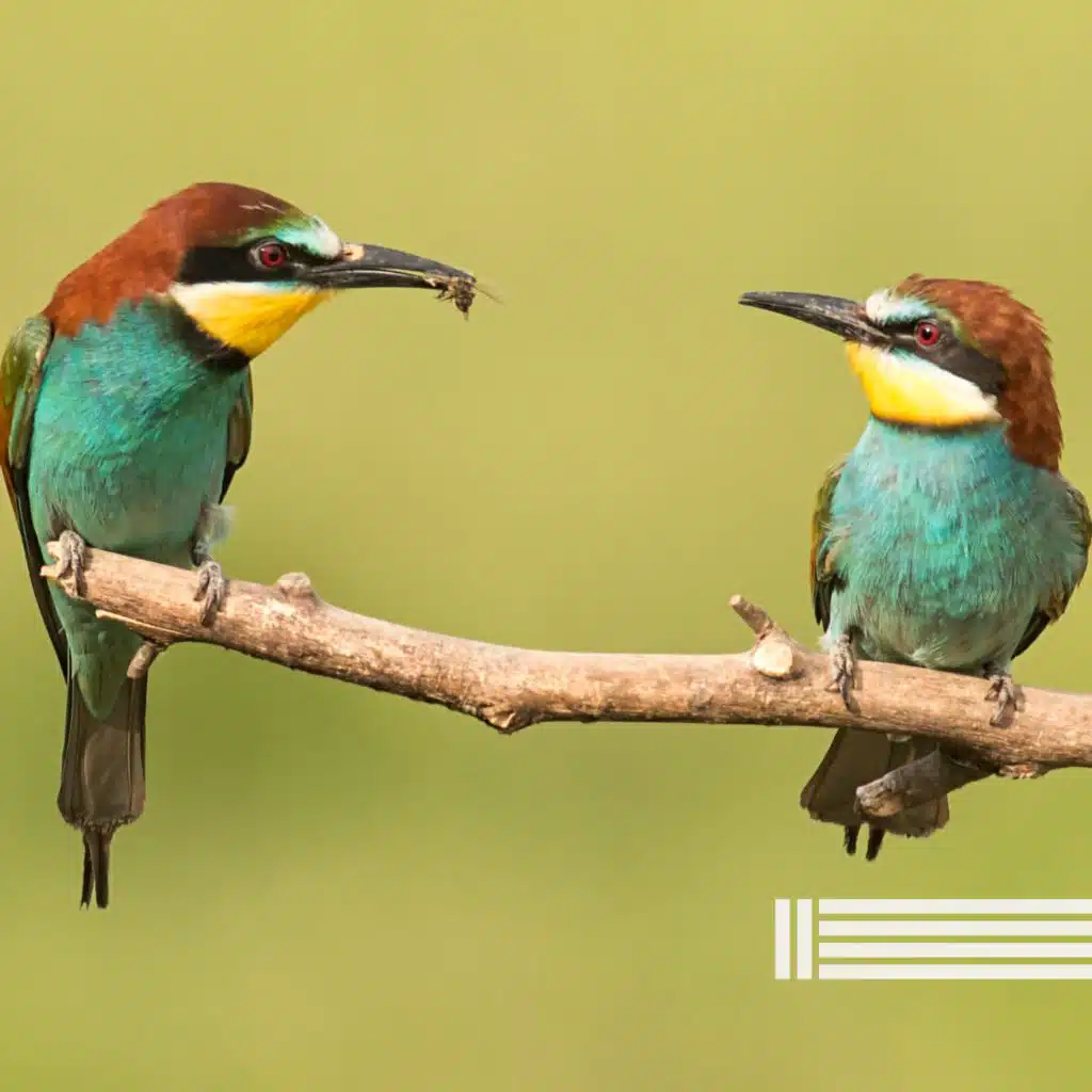 Floresta Calmante (Loop)