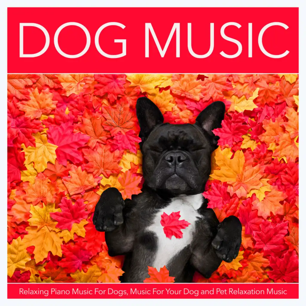 Ambient Music For Dogs and Pets