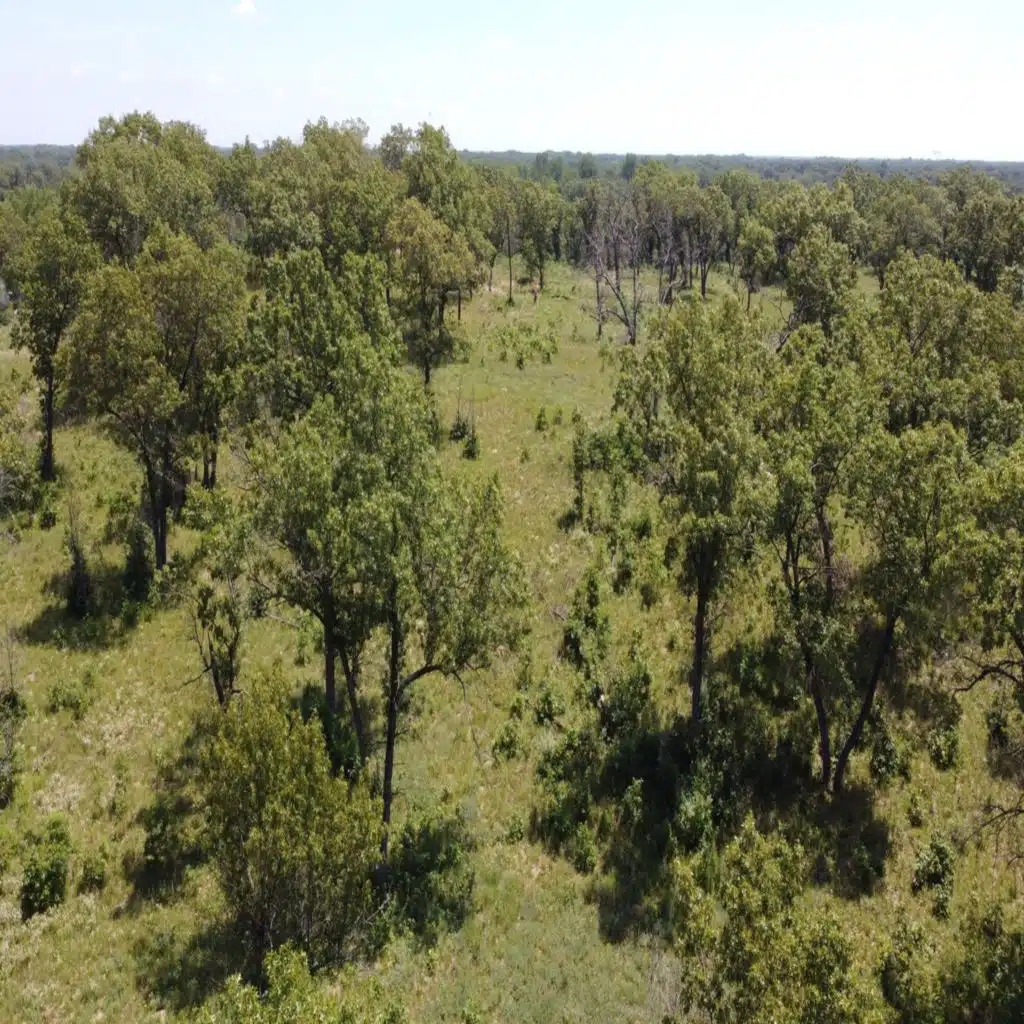 Ep. 386 - Rethinking Black Walnut Allelopathy