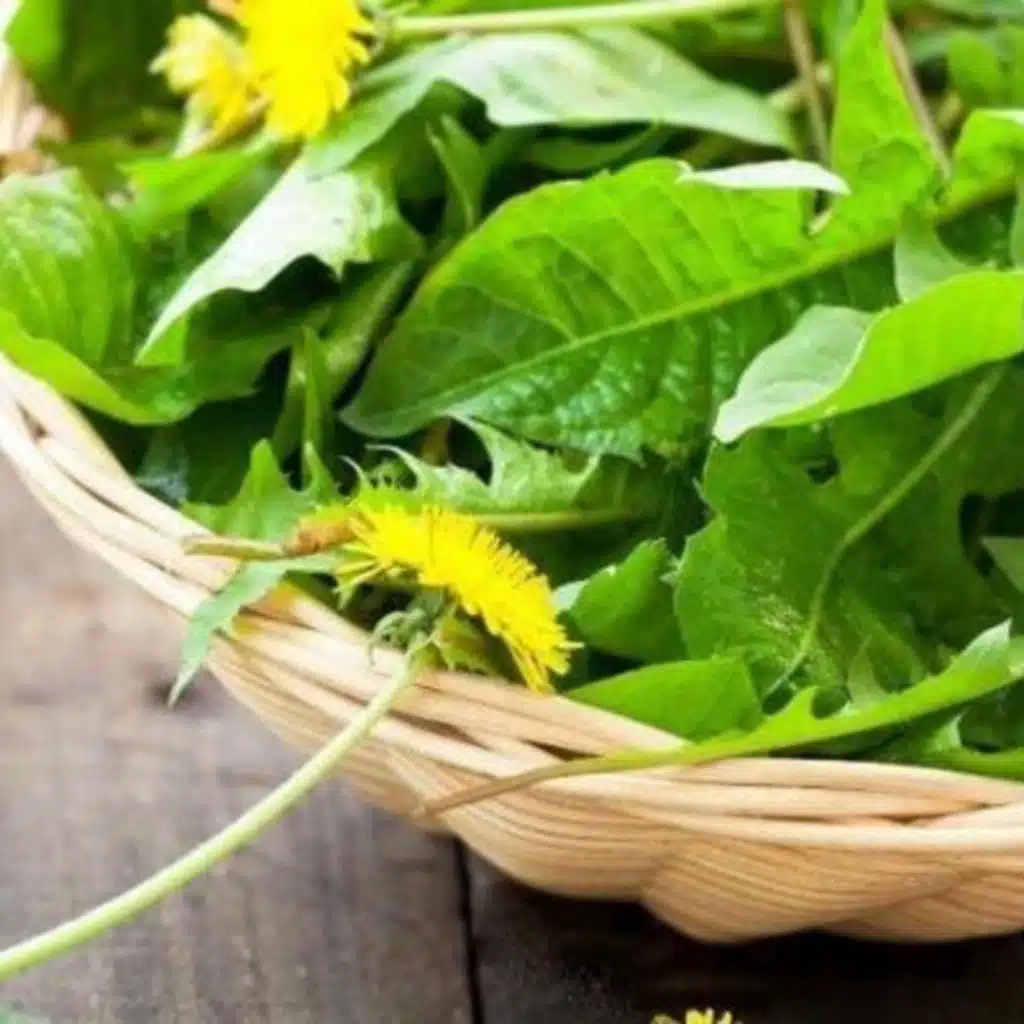 فوائد الهندباء