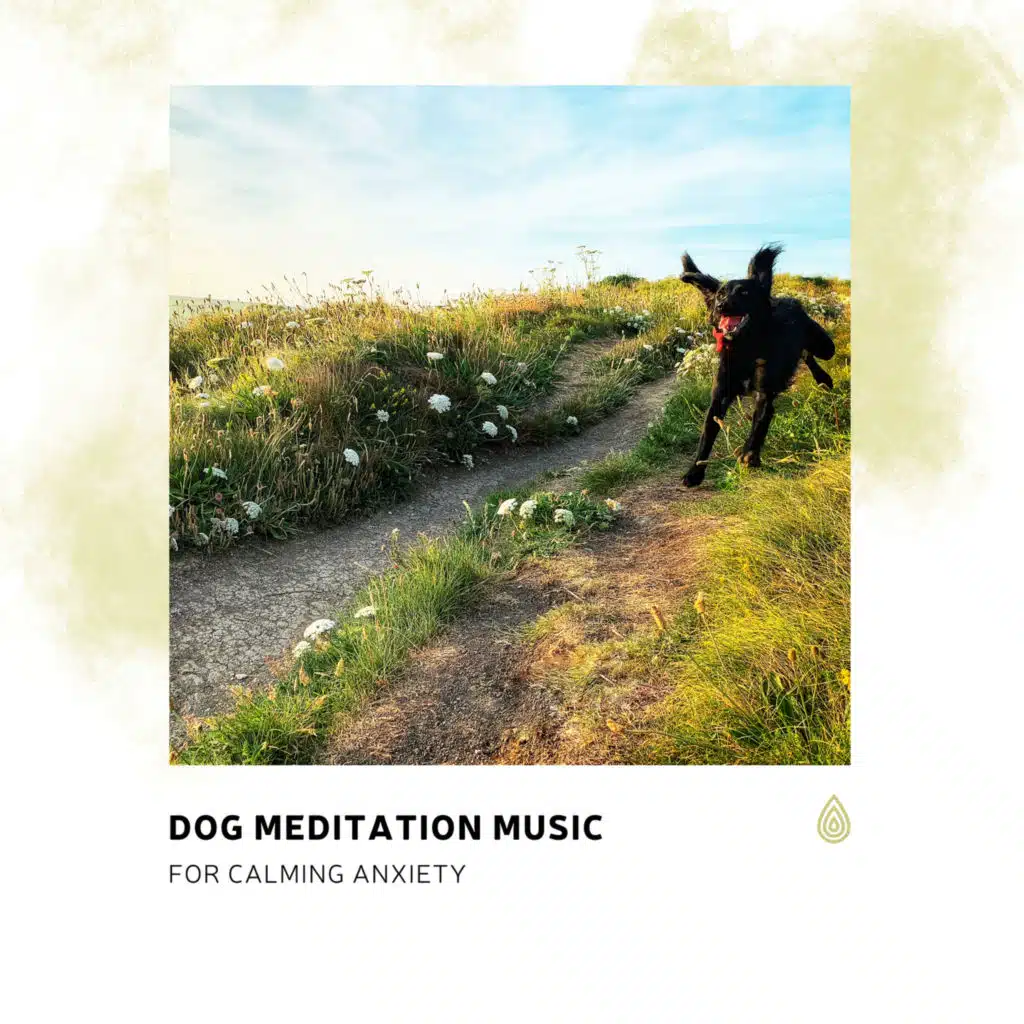 Dog Meditation Music for Calming Anxiety
