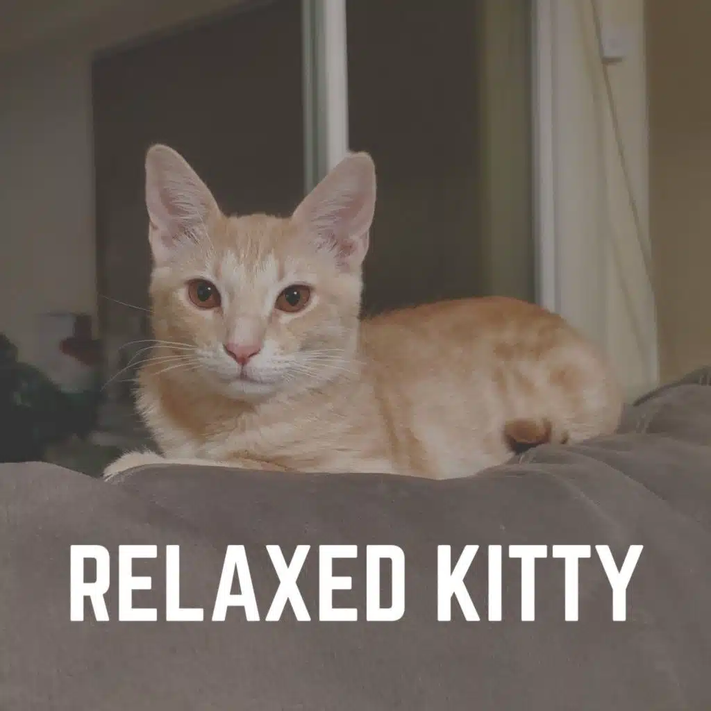 Cat Music, Music for Cats & Cats Music Zone