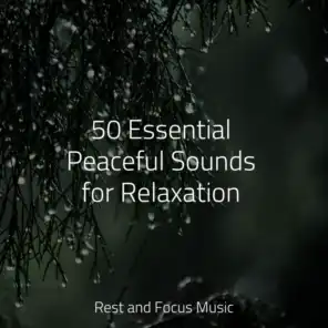 Tranquil Music Sound of Nature, Ambientalism, Saludo al Sol Sonido Relajante